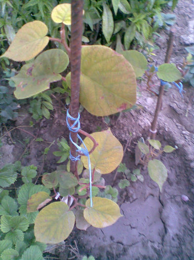 Imag245