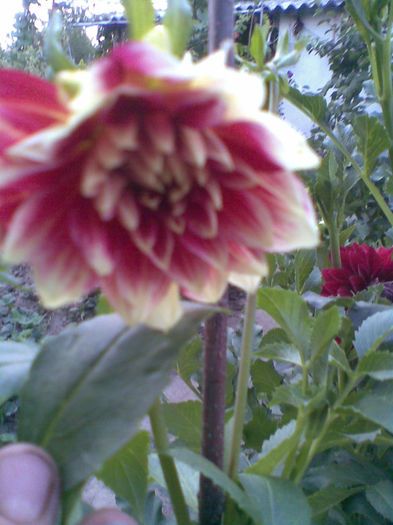 Imag247