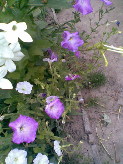 Imag252
