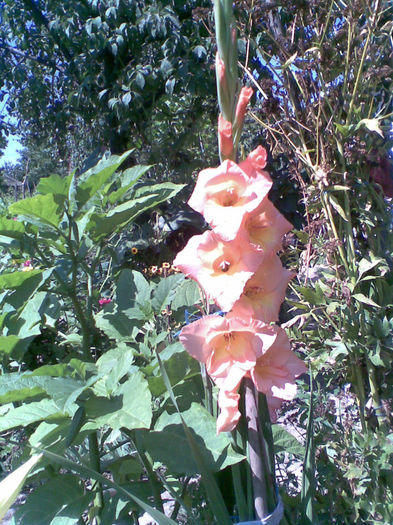 Imag272