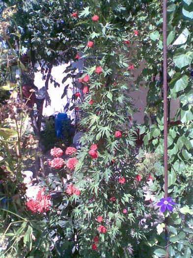Imag273