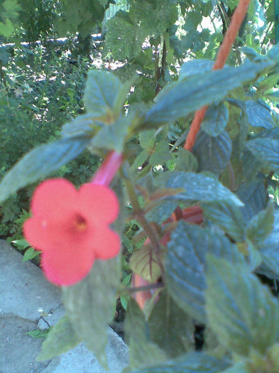 Imag275