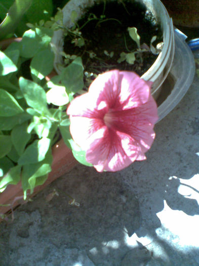 Imag276