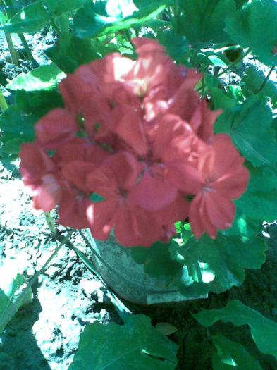 Imag281