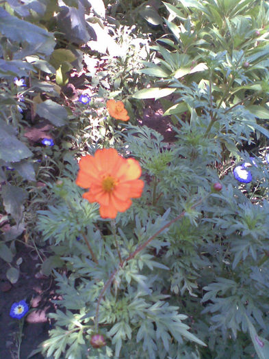 Imag287