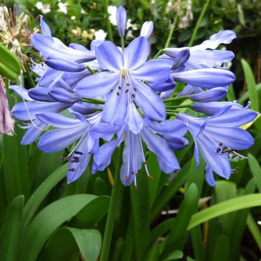 agapanthus_blue_heaven_[1]