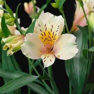 Alstroemeria Inca Ice - PLANTE PERENE