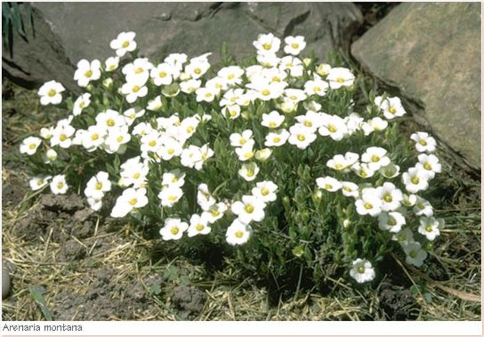 Arenaria montana - PLANTE PERENE