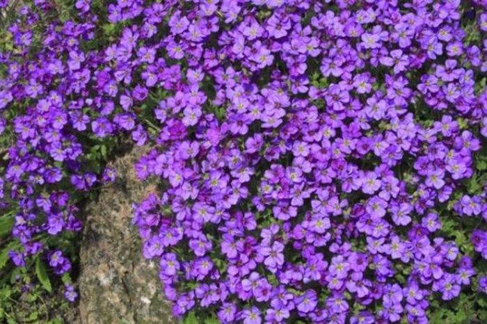 Aubretia cultorum - PLANTE PERENE