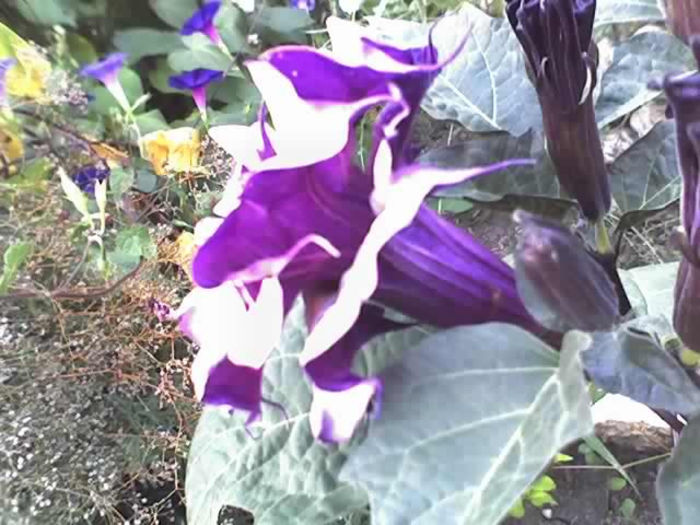 29-07-13_0611 - DATURA MOV