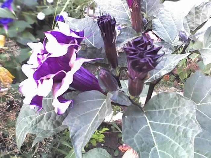 29-07-13_0612 - DATURA MOV