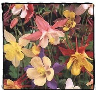 Aquilegia - PLANTE PERENE