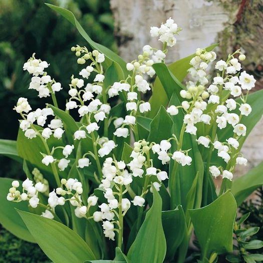 Convallaria Majalis - PLANTE PERENE