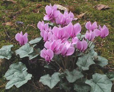 cyclamen hederifolium - PLANTE PERENE