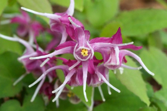 Epimedium-Purple-Pixie[1] - PLANTE PERENE