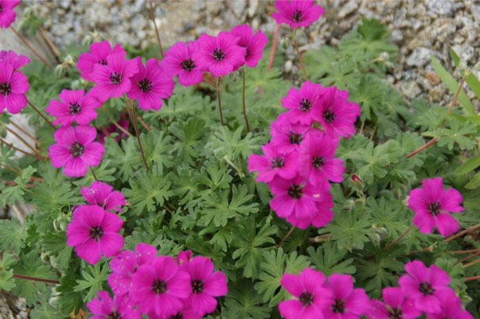 Geranium Signal - PLANTE PERENE