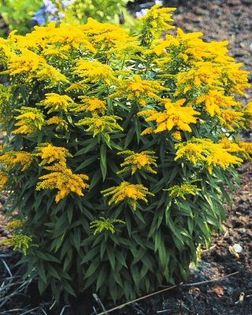 Solidago Golden Dwarf - PLANTE PERENE