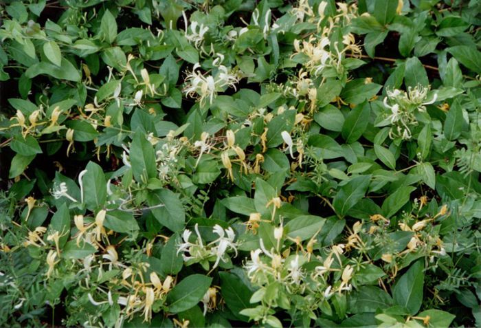 lonicera japonica[1] - PLANTE PERENE