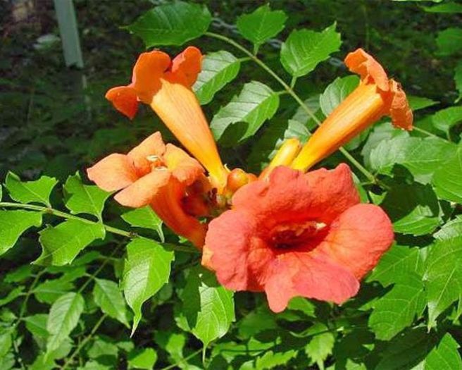 Tecoma (campsis) radicans