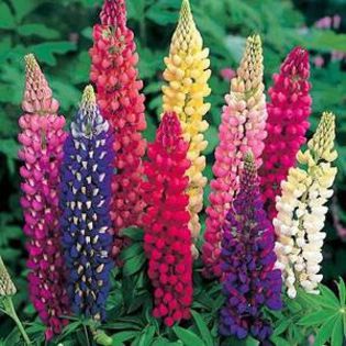 Lupin Russel Mix - PLANTE PERENE