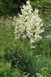 Yucca filamentosa