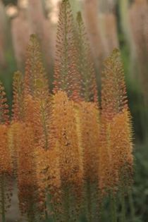 Eremurus Cleopatra - PLANTE PERENE