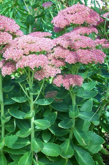 Sedum telephium