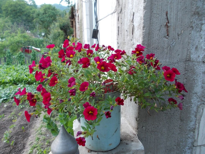 Petunie Million Bells - Flori din Austria