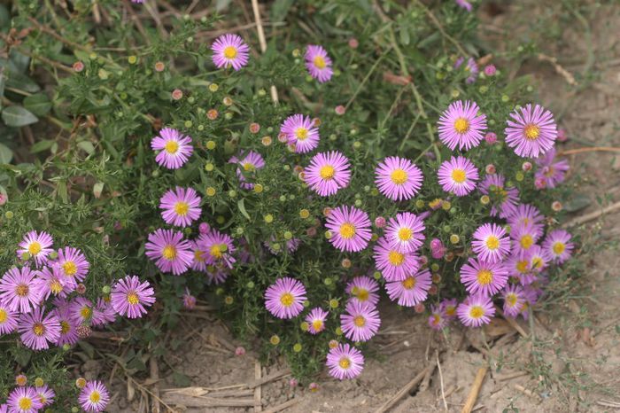 Aster roz - PLANTE PERENE