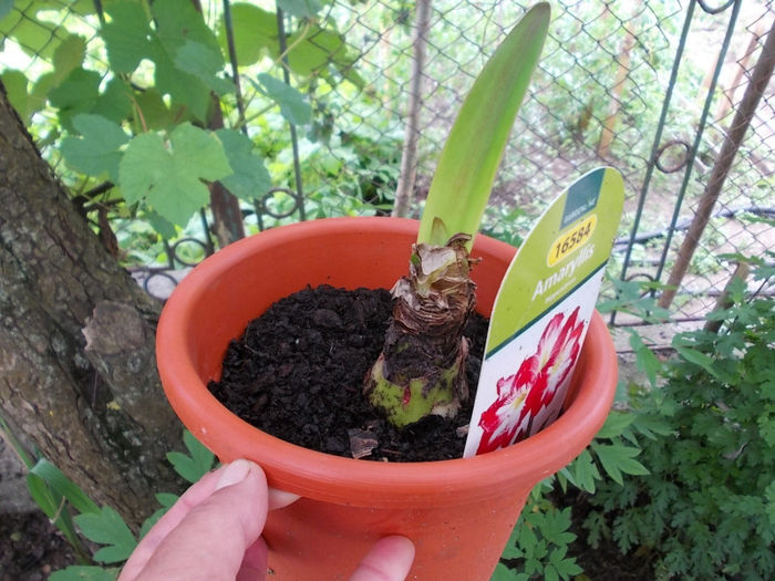 Amaryllis - Flori din Austria