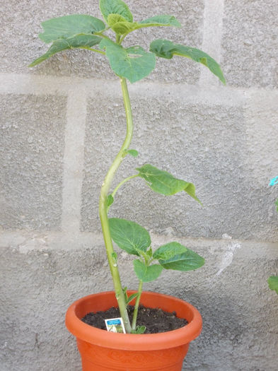 Brugmansia Golden Showers