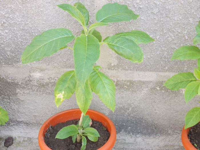 Brugmansia Sunexplosion - Flori din Austria