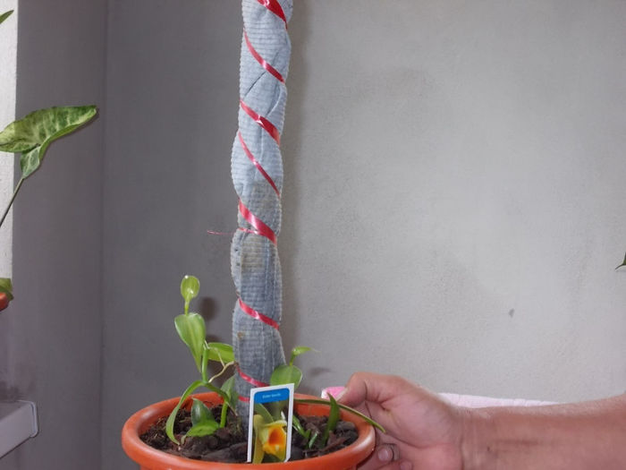 Vanilla planifolia - Flori din Austria