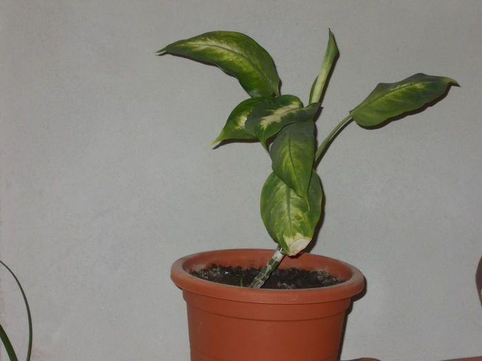 de la Oma Antonia - Flori din Austria