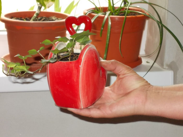 Hedera - Flori din Austria