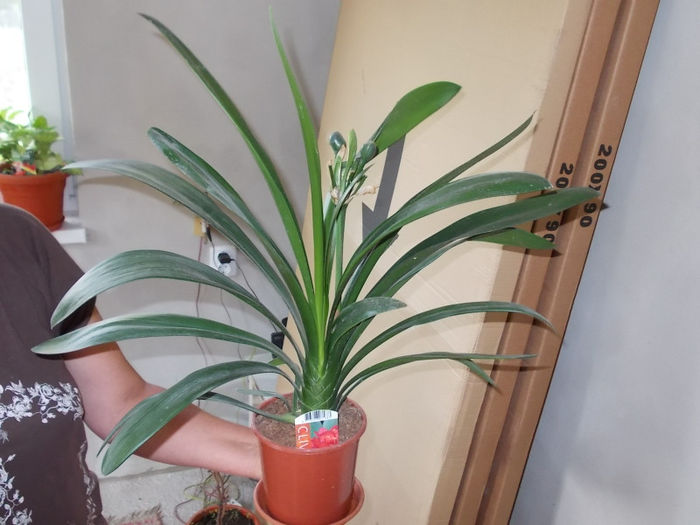 Clivia - Flori din Austria