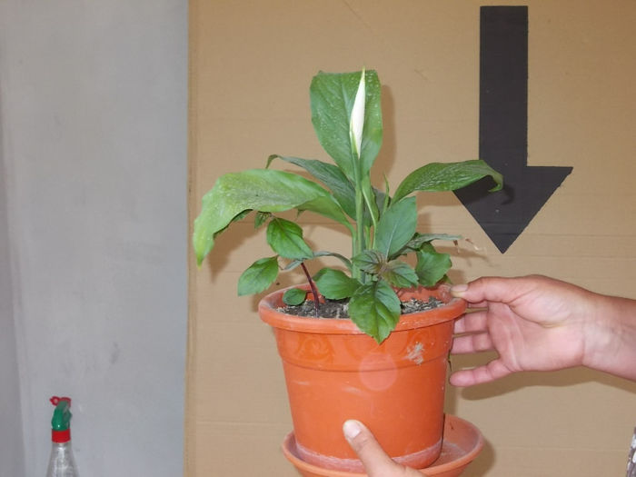 DSCN0233 - Flori din Austria