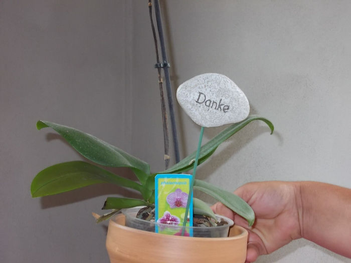 Orhidee de la Erika Paier - Flori din Austria