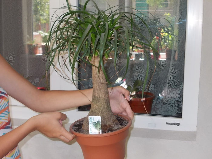 Beaucarnea recurvata - Flori din Austria