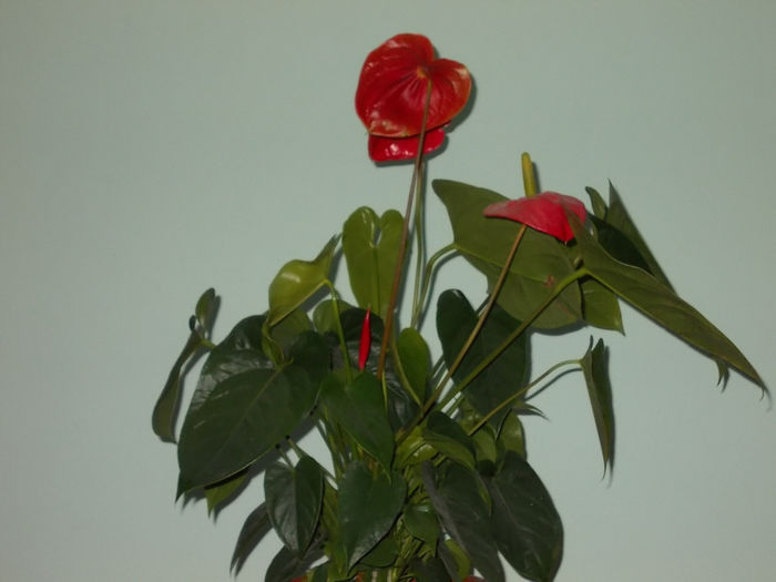 Anthurium - Flori din Austria