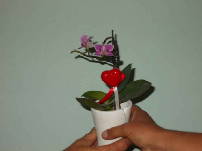 Orhidee de la Erika Paier - Flori din Austria