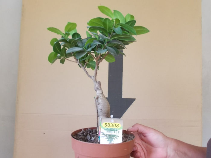 Ficus bonsai