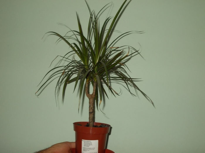 Dracaena