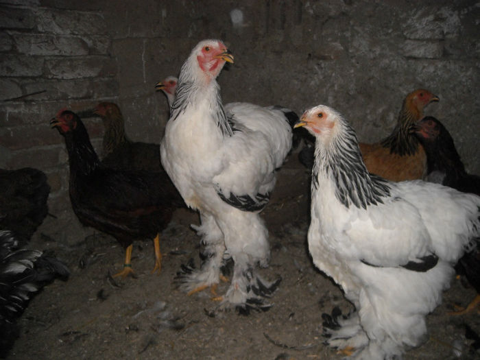 DSCN8544 - 2013 TINERET