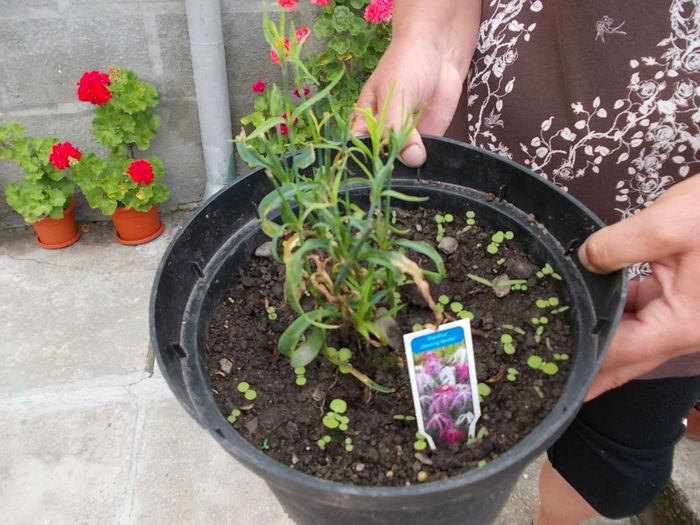 Dianthus Dancing Geisha - Flori din Austria