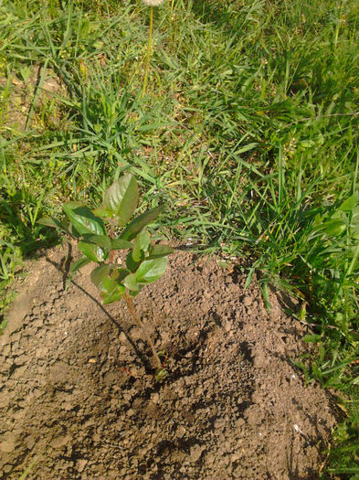 Aronia nero(Scorus)