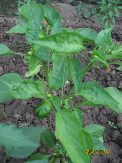 Picture 158; Pimiento morron
