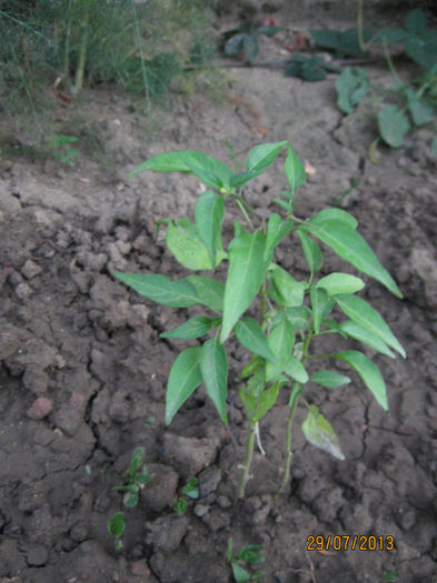 Picture 159; Thai uscat
