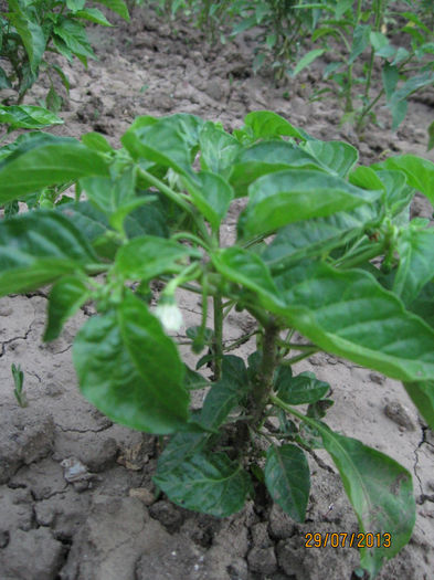 Picture 160; Habanero Josafat
