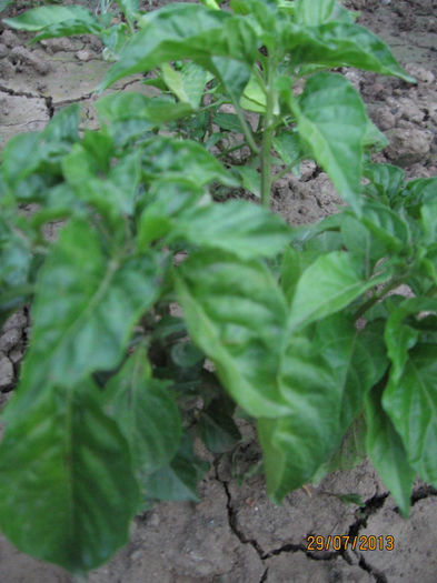 Picture 161; Habanero red
